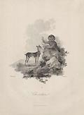 Chevrotain by James Tookey designed by Julius Ibbetson for the Cabinet of Quadrupeds
