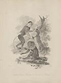 Cochin China Monkey and Lion tailed-Baboon by James Tookey designed by Julius Ibbetson for the Cabinet of Quadrupeds