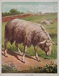The Sheep Published and Printed by Frederick Warne and Company London