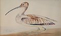 Curlew by Peter MacGregor Wilson