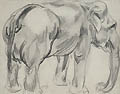 Elephant Original Drawing by Clarence Zuelch