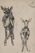 Fawn Study Original Drawing by Clarence Zuelch