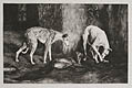 Greyhounds by Francois Xavier le Sieur