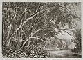 Water Maples by John Augustus Hows for The Aldine