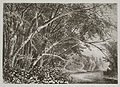 Water Maples by John Augustus Hows for The Aldine